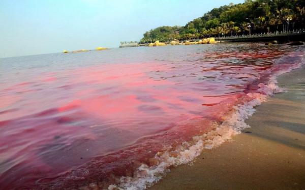 日本近海又出現大量死魚，密密麻麻浮在海面上，為什麼會這樣？