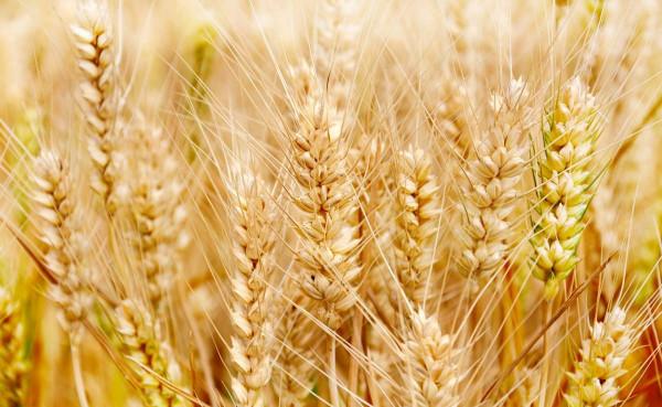 草民看歷史：“食”遍天下與原始農業文明（二）