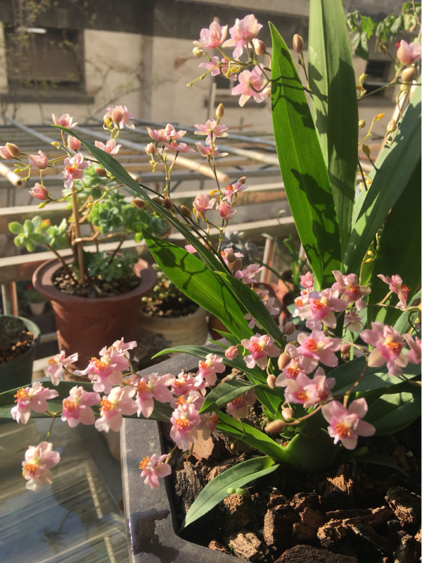 6種植物不見光也能長得好,適合北陽臺養護,耐陰效果超好 6種植物不見光也能長得好,適合北陽臺養護,耐陰效果超好