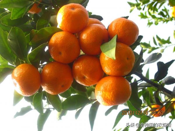 柑橘十二月份管什麼？保樹清園和促花