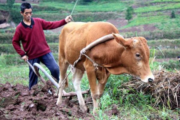 22年前東北虎與兩農民張廣才嶺面對面，農民竟然平安無事退走