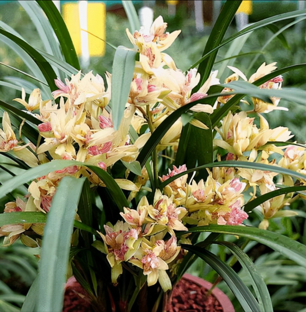 適合客廳養的5種漂亮花,喜慶大氣又吉祥,幸福感滿滿 適合客廳養的5種漂亮花,喜慶大氣又吉祥,幸福感滿滿