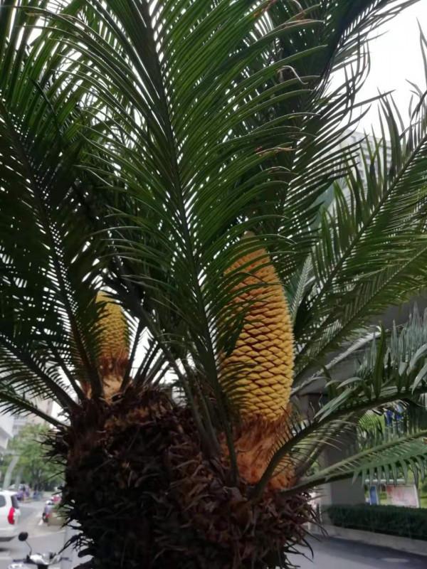 珍品蘇鐵——黃金蘇鐵，鐵樹新品種