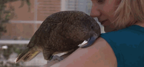 惹惱牧民的大鸚鵡：啄羊鸚鵡是如何從高山精靈，淪為啄羊惡棍的？