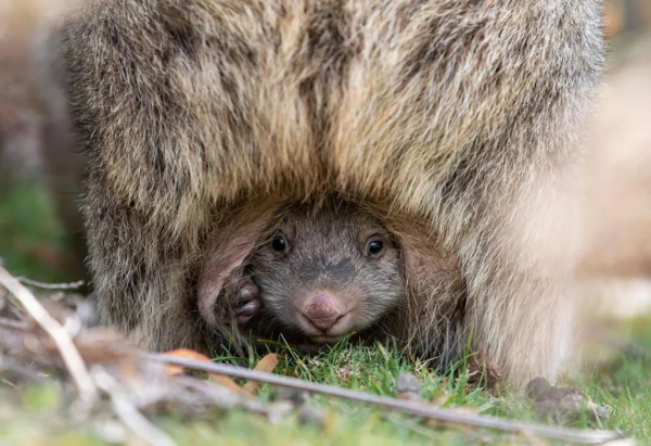 這個澳洲土肥圓紅了！靠拉粑粑和賣萌圈粉眾多，卻發現原來是社恐