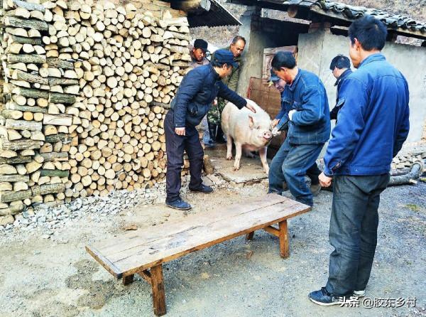 這波生豬下跌原因不簡單，多地豬價跌至8元以下，農村養殖戶咋辦