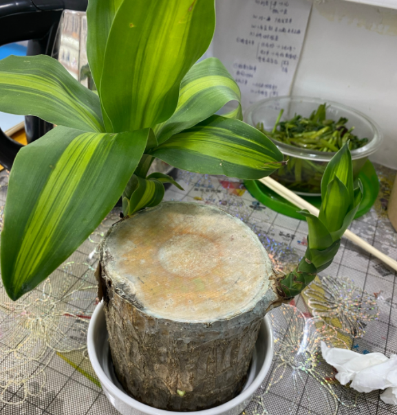 巴西木不必一直“泡水”,得學會修剪、追肥,促進生根,土栽更好 巴西木不必一直“泡水”,得學會修剪、追肥,促進生根,土栽更好