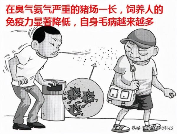 豬場臭味氨氣簡單的解決方案,不投入設施還能夠降本增效 豬場臭味氨氣簡單的解決方案,不投入設施還能夠降本增效