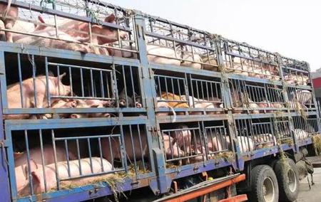 冬季養豬，豬場要備“4種藥”，要防“3種病”，缺了將影響收益