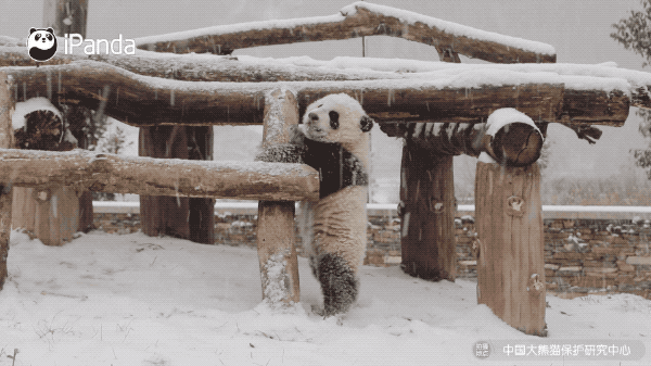 前方高萌！小雪節氣，大熊貓都在做什麼