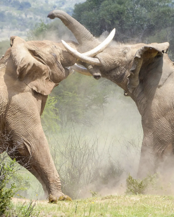 2021年度動物，是誰？