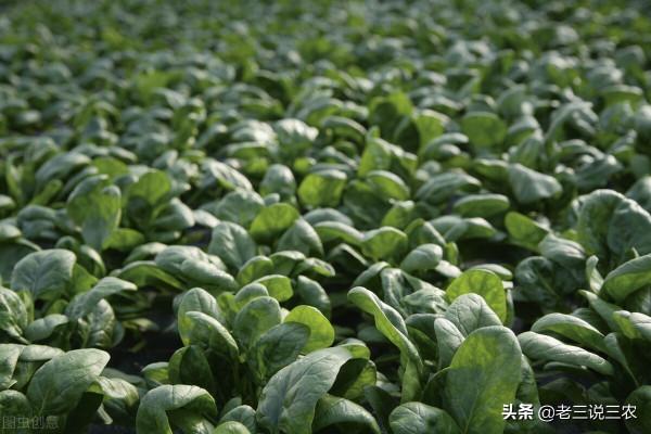 祖孫二代,種菠菜起高壟又點播,被人嘲笑,產量猛增,價格翻3倍 祖孫二代,種菠菜起高壟又點播,被人嘲笑,產量猛增,價格翻3倍