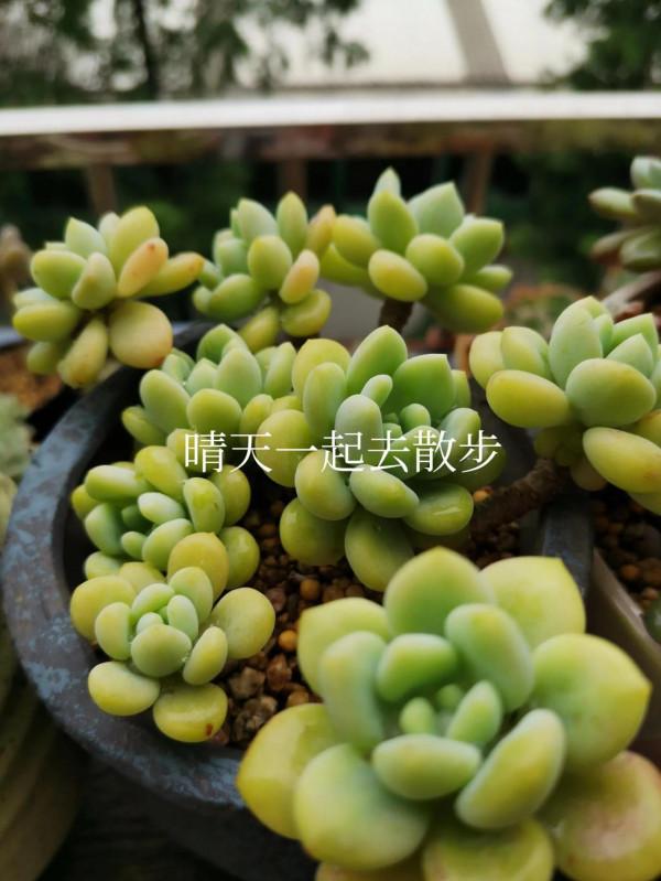 我言秋日勝春朝