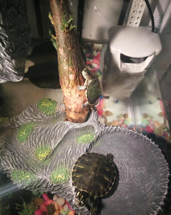 第一隻爬樹的烏龜出現了,將它從樹上拿下來後再也沒有爬過 第一隻爬樹的烏龜出現了,將它從樹上拿下來後再也沒有爬過