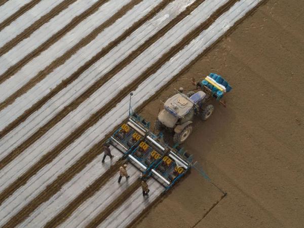 在新疆,兩個90後小夥“玩”轉3000畝棉田 在新疆,兩個90後小夥“玩”轉3000畝棉田