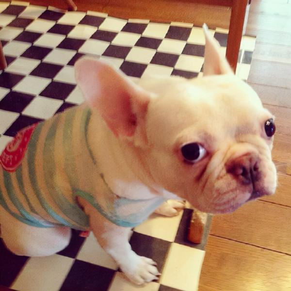 狗狗能有什麼壞心思，不過是想吃而已