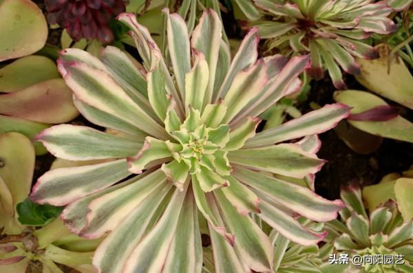 秋天法師狀態最好,入秋後,葉子開始伸展,多澆水狀態更好 秋天法師狀態最好,入秋後,葉子開始伸展,多澆水狀態更好