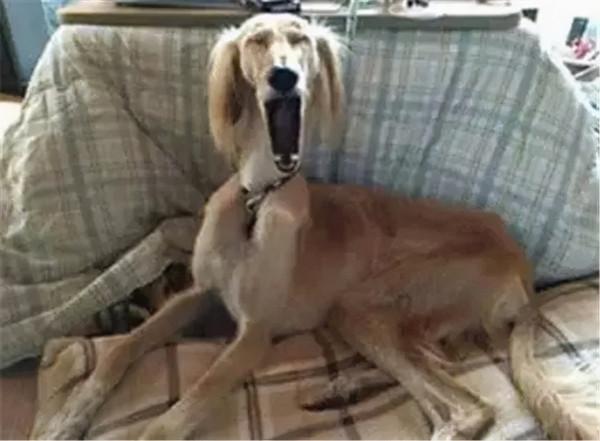 狗狗看了想暗殺主人的照片（閱後即焚）