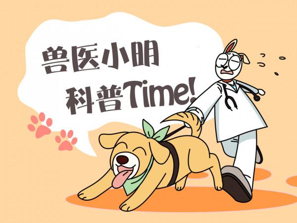 品種貓與田園貓的3大對比,無論是哪種貓,都值得溫柔以待 品種貓與田園貓的3大對比,無論是哪種貓,都值得溫柔以待