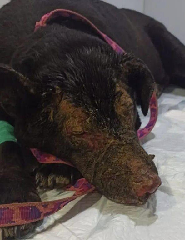 懷孕狗狗衝進火場救出主人，結果卻被遺棄：醫療費用實在太高了