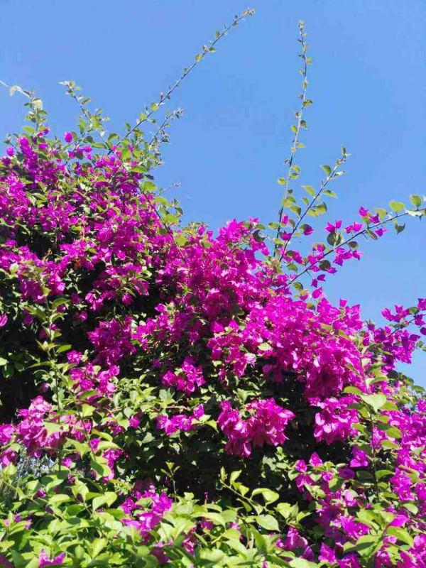 封閉陽臺想爆花，養4種“爆花機器”，剪一岔開一茬，摁都摁不住