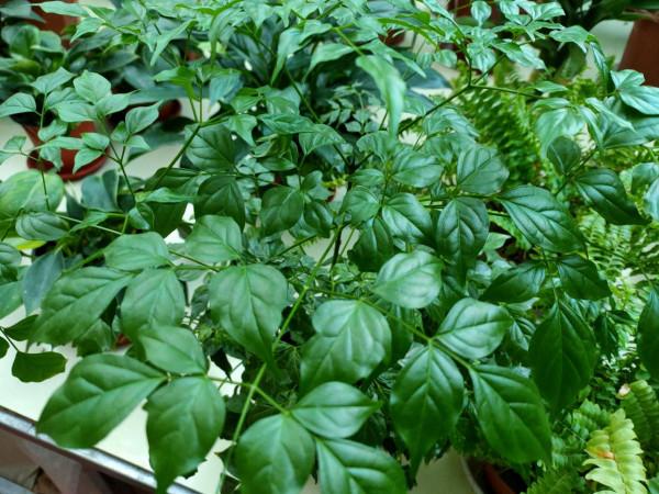 冬季養花難“過冬”？教你小“竅門”，讓你冬季養花無憂