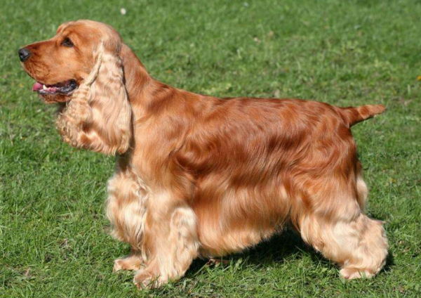 這6種名副其實的“臭狗”，誰養誰心累