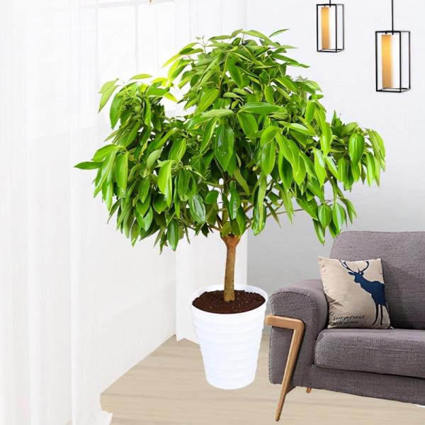 客廳想養“大盆栽”,建議從這10種裡面選,格調高寓意好,還養人 客廳想養“大盆栽”,建議從這10種裡面選,格調高寓意好,還養人