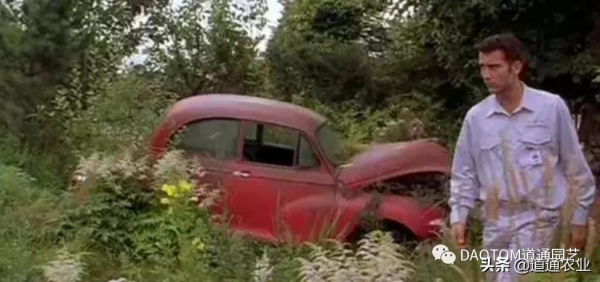 花友的假期影單推薦:這幾部園藝主題電影希望能治癒你的心 花友的假期影單推薦:這幾部園藝主題電影希望能治癒你的心