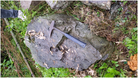 浙江最古老!1.44億年的矽化木現身百山祖國家公園 浙江最古老!1.44億年的矽化木現身百山祖國家公園