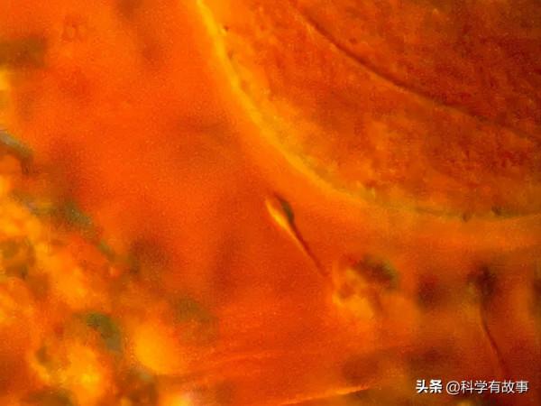 試管嬰兒之父愛德華茲:飽受批評數十載,諾獎封神仍爭議不斷 試管嬰兒之父愛德華茲:飽受批評數十載,諾獎封神仍爭議不斷