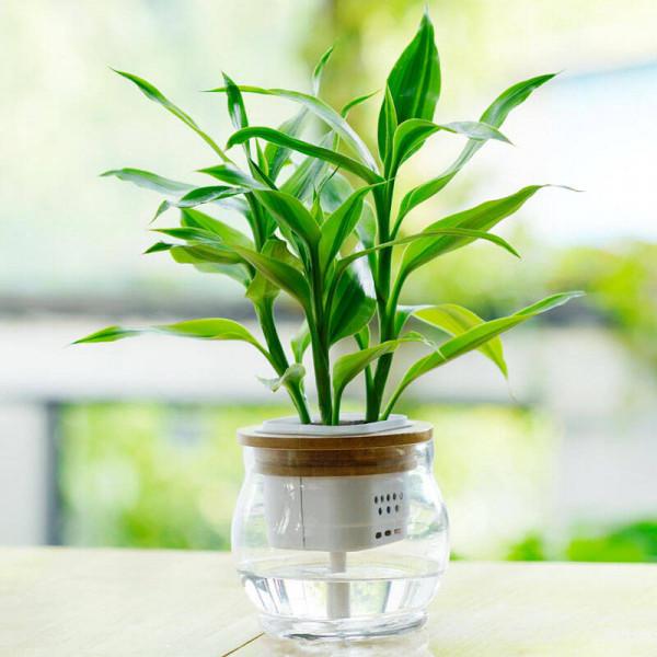 6種“乾淨花”，漂亮又衛生，養護簡單，不用土也能活