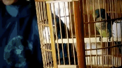 把馬推下懸崖、炸死功勳犬，為了所謂的藝術，他們什麼都乾的出來