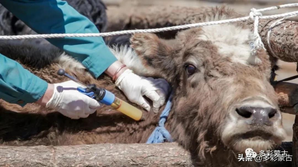蒙古國多個與中國接壤的省份發生牲畜疫情 蒙古國多個與中國接壤的省份發生牲畜疫情