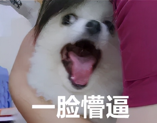 當博美去醫院時，TA在想什麼？