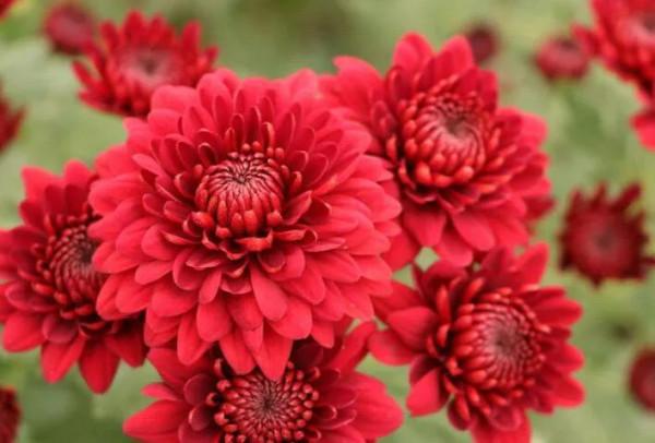 陶淵明陶公的菊意生活