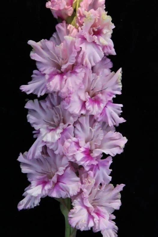 搖曳多姿的劍蘭 搖曳多姿的劍蘭