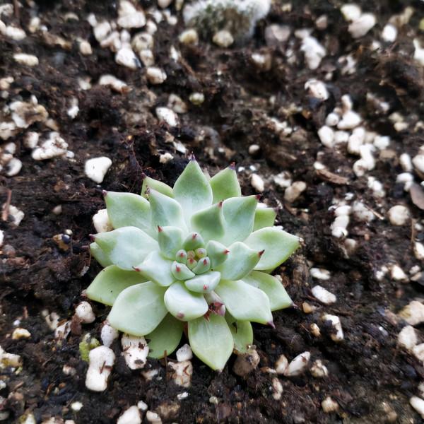 這幾種顆粒物是養花的好材料，拌一點到盆土裡，透氣又透水