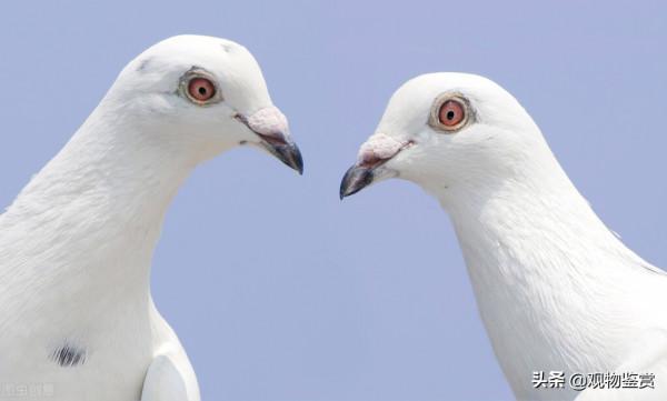 鴿子的種類有哪些?鴿子的特性是什麼? 鴿子的種類有哪些?鴿子的特性是什麼?