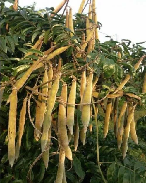 大山裡的“山蓮藕”,農家人稱它牛大力,賣80元一斤很稀罕 大山裡的“山蓮藕”,農家人稱它牛大力,賣80元一斤很稀罕