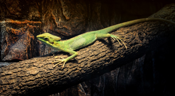 科學家：人都是從魚進化而來的，魚究竟是如何進化成人類的呢？