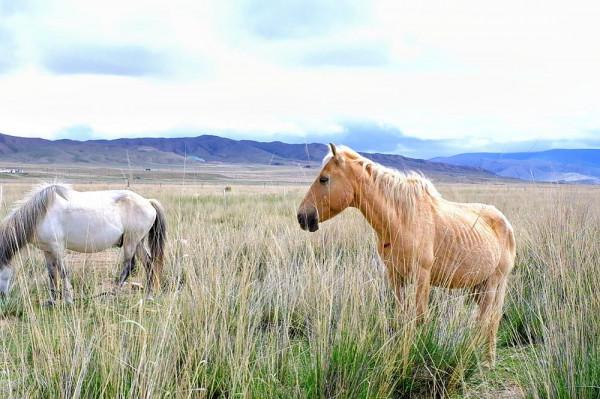 標緻4008環青海長測Day9：鳥島叫“蚊子島”，沿青海沿線達剛察！