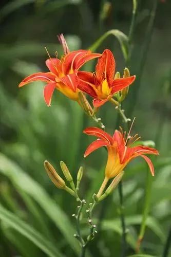 適合春天種植的10種球根花卉，好養愛開花