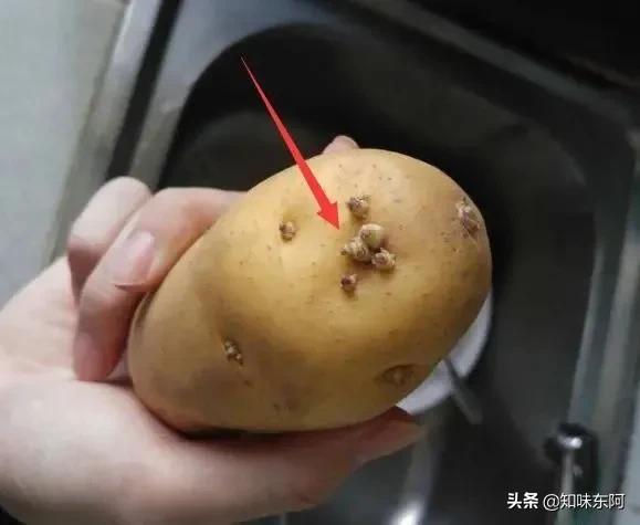 發芽的土豆能夠食用嗎