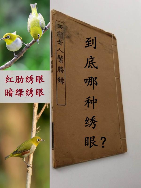 即將消失的中國養鳥文化:古代進貢皇家的繡眼鳥是暗綠還是紅肋? 即將消失的中國養鳥文化:古代進貢皇家的繡眼鳥是暗綠還是紅肋?