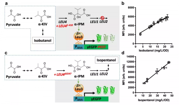 酵母支鏈氨基酸代謝生物感測器