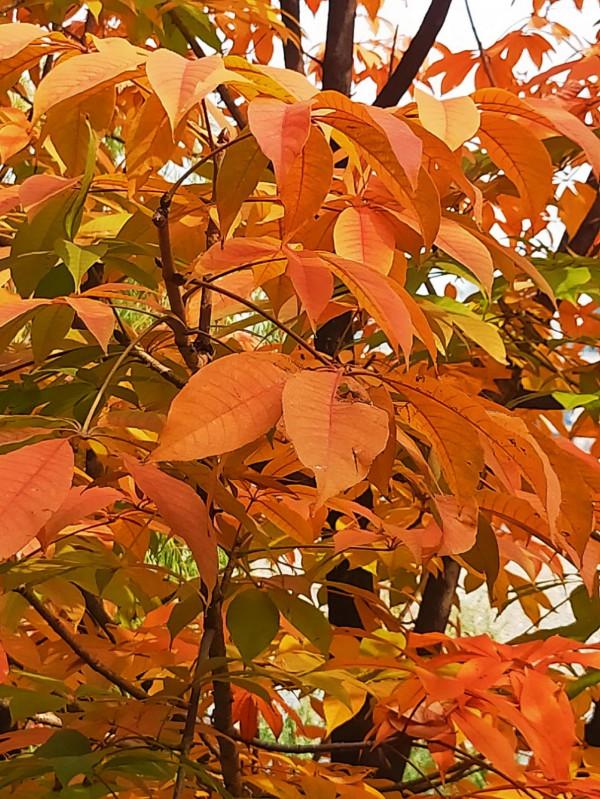 膠州之行_龍門古街