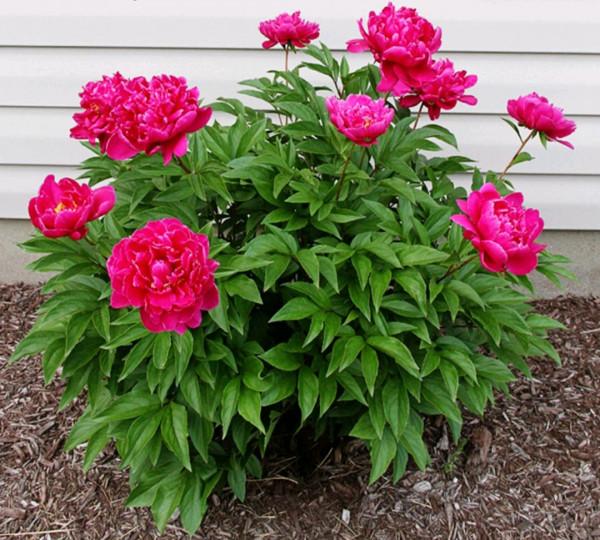 “27種”耐寒的花，好養不怕冷，低溫也能開花