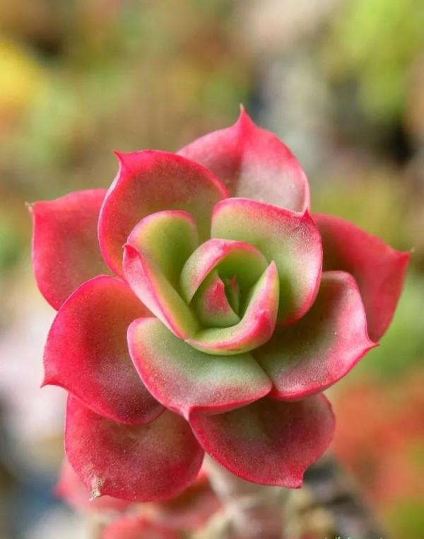 多肉的世界,簡單執著,看看你都見過哪些 多肉的世界,簡單執著,看看你都見過哪些