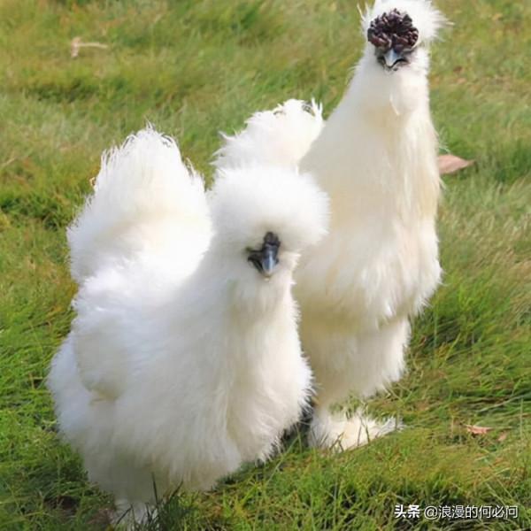 江西的十道大菜,其他地方很難模仿 江西的十道大菜,其他地方很難模仿